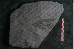 Foto (Detailansicht) von Lepidodendron veltheimiamum Sternbg. (NHMW-GEO-2024-0188-11034)